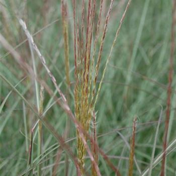 Miscanthus_sinensis_Kleine_Silberspinne_GR_R3.jpg