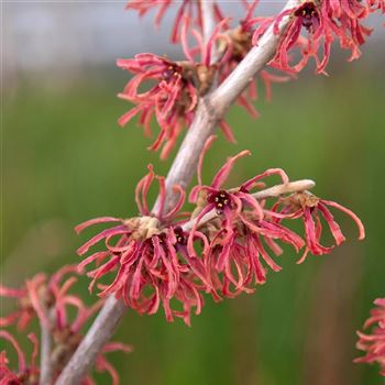 Hamamelis_intermedia_Ruby_Glow_2009_0088.jpg