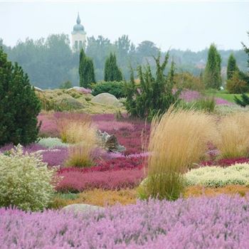 Calluna_vulgaris_2009_6970.jpg