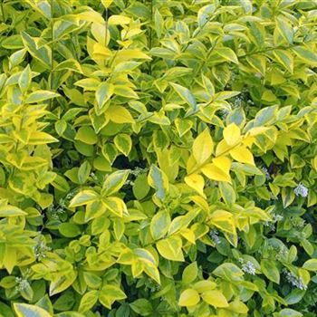 Ligustrum_ovalifolium_Aureum_2007_4070.jpg