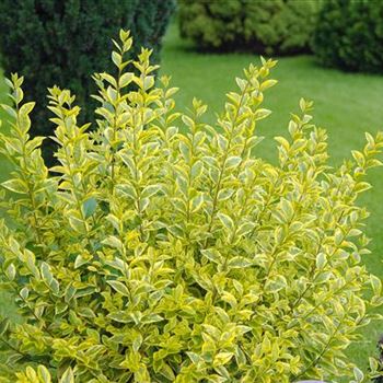 Ligustrum_ovalifolium_Aureum_2008_6694_b.jpg