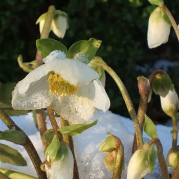 Helleborus_niger_WI_Q3.jpg