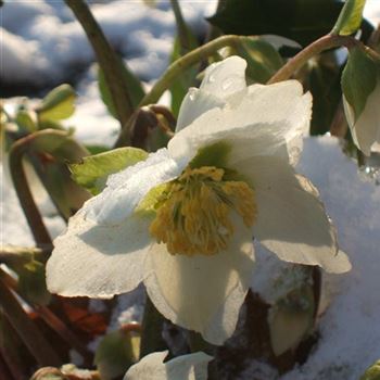 Helleborus_niger_WI_Q2.jpg