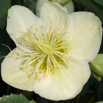 Helleborus_niger_WI_Q1.jpg