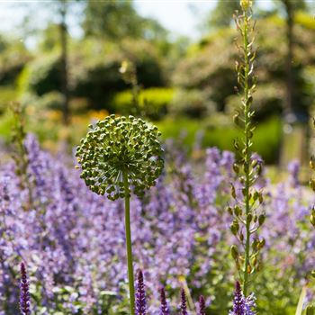 Allium aflatunense