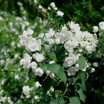 Philadelphus_Virginal_HRM_4725.jpg