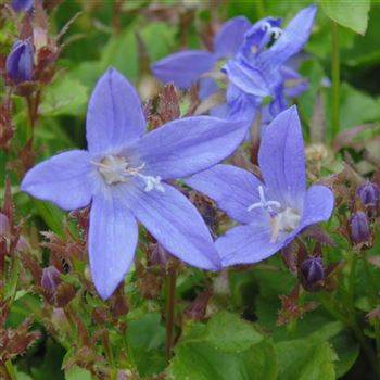 Campanula_poscharskyana_WI_Q1.jpg