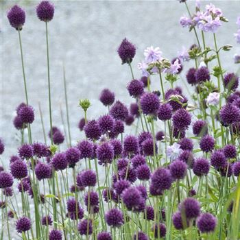 Allium_sphaerocephalon_HRM_Q1.jpg