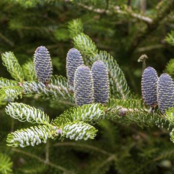 Abies koreana 'Horstmann´s Silberlocke'®