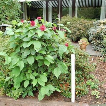 Sinocalycanthus_Hartlage_Wine_Beet.JPG