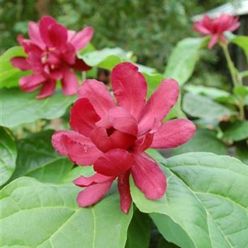 Sinocalycanthus_Hartlage_Wine_2.JPG