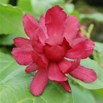 Sinocalycanthus_Hartlage_Wine_q.jpg