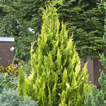 Chamaecyparis_lawsoniana_Alumigold_2009_5622_b.jpg