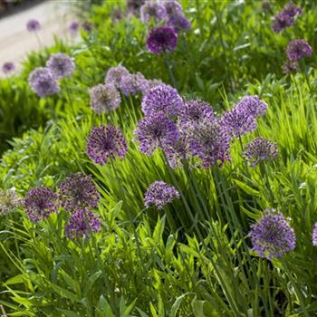 Allium aflatunense