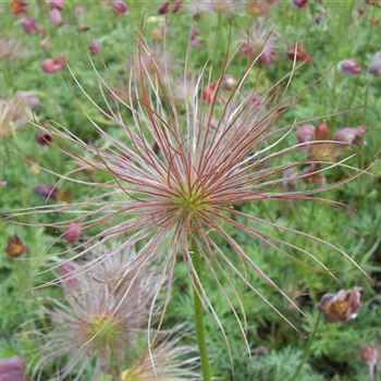 Pulsatilla_vulgaris_WI_Q2.jpg