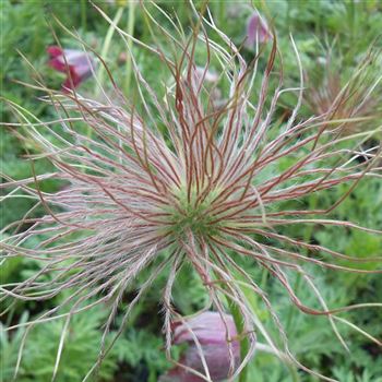 Pulsatilla_vulgaris_WI_Q3.jpg