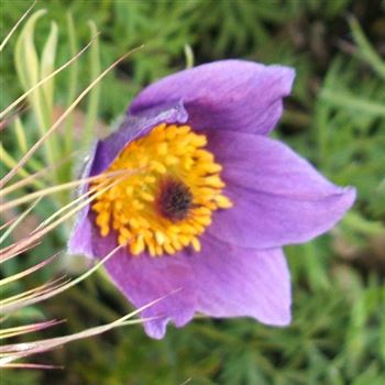 Pulsatilla_vulgaris_WI_Q1.jpg