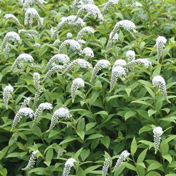 Lysimachia_clethroides_HRM_Q1.jpg