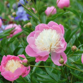 Paeonia_Bowl_of_Beauty_HRM_Q2.jpg