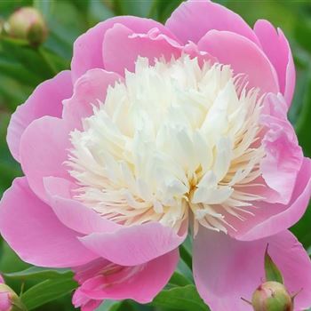 Paeonia_Bowl_of_Beauty_HRM_Q1.jpg