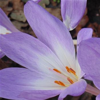 Colchicum_Lilac_Wonder_WI_Q2.jpg