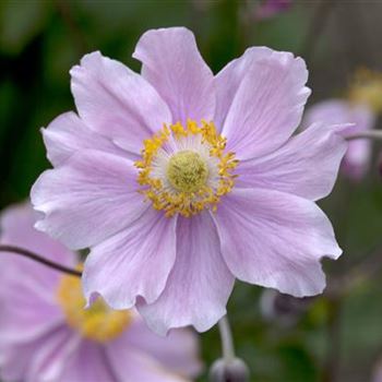 Anemone hupehensis 'September Charm'