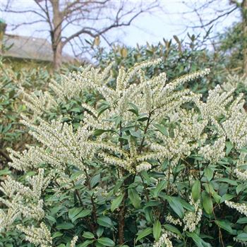 Pieris_floribunda_1999_2589_q.jpg