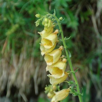 Digitalis_grandiflora_HRM_Q1.jpg