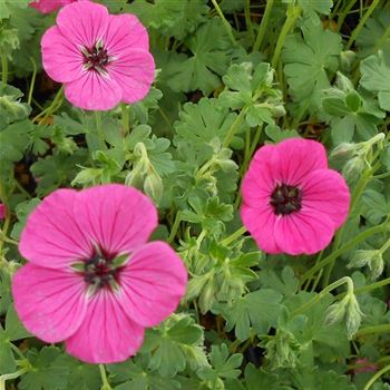 Geranium_cinereum_Splendens_WI_Q2.jpg