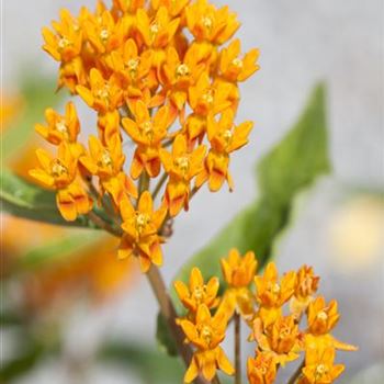 Asclepias tuberosa