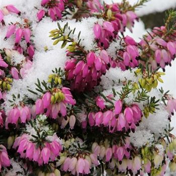 Erica_carnea_Winterfreude_S_D_ERI_7_1S1B8796.JPG