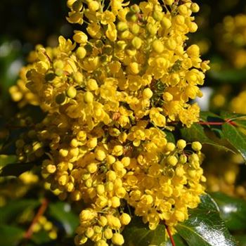 Mahonia_undulata_5.JPG