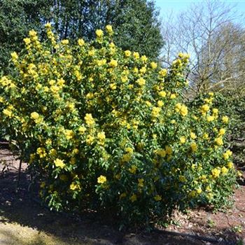 Mahonia_undulata_.JPG