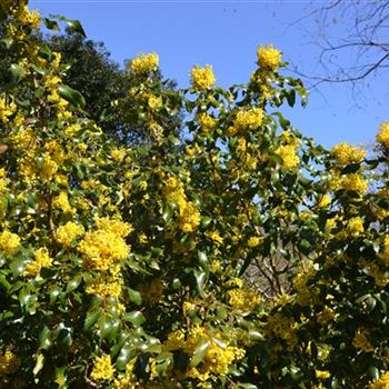 Mahonia_undulata_4.JPG