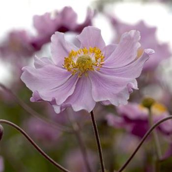 Anemone hupehensis 'September Charm'