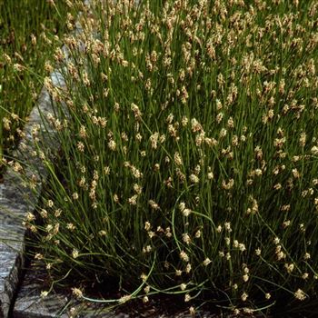 Eleocharis_palustris_HRM_Q1.jpg