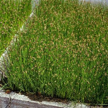 Eleocharis_palustris_HRM_Q2.jpg