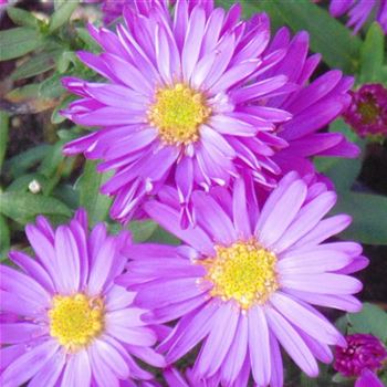 Aster_dumosus_Starlight_WI_Q1.jpg