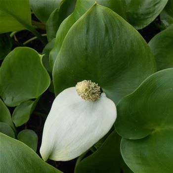 Calla_palustris_WI_Q2.jpg