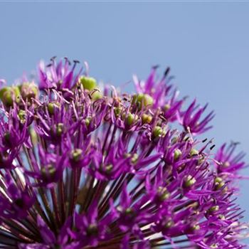 Allium aflatunense