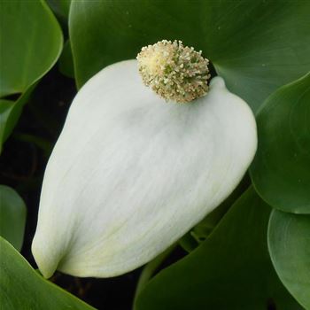 Calla_palustris_WI_Q1.jpg