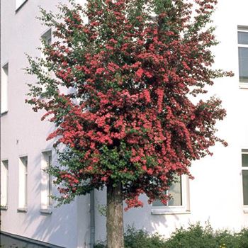 Crataegus_laevigata_Pauls_Scarlet_1999_2985.jpg