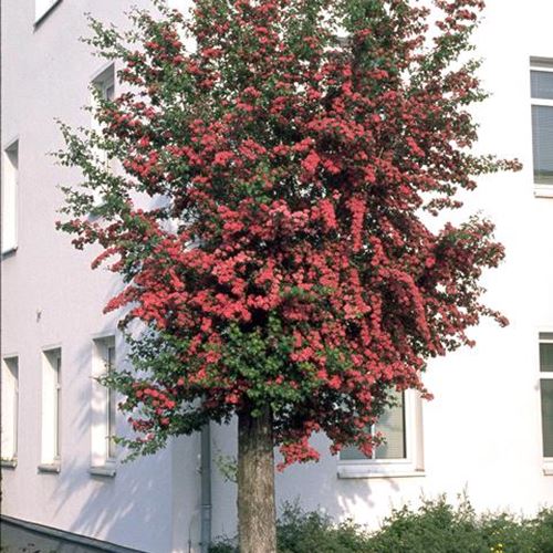 Crataegus laevigata 'Paul's Scarlet'