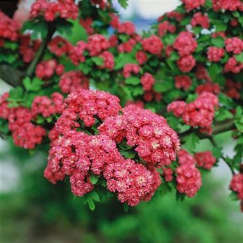 Crataegus_laevigata_Pauls_Scarlet_2003_0297_q.jpg