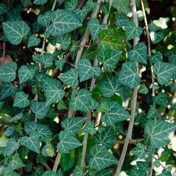 Hedera_helix_Plattensee_HRM_1005.jpg