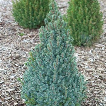 Picea_glauca_Sanders_Blue_2007_7368.jpg