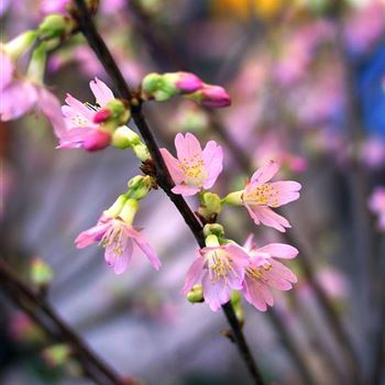 Prunus_Okame_2005_1087.jpg