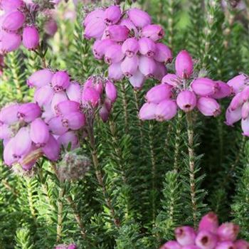 Erica_tetralix_Tina_1S1B3073.JPG