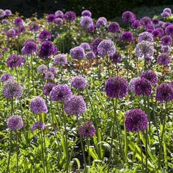 Allium aflatunense