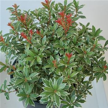 Pieris_Little_Heath_GR_Q2.jpg